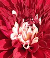 * 'red_dahlias_closeup' メニュ：ダリア2 解説：赤いダリアのクローズアップ タイトル：花をどうぞ！