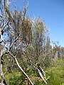 Dracophyllum lessonianum in Awaiti, Waikato Region