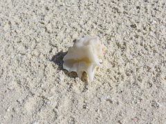 Drupa ricinus échoué sur la plage.