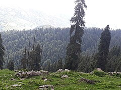 Fir trees of Dudhatoli