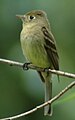 Better Cordilleran Flycatcher, Santa Fe Ski Basin