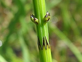 Equisetum