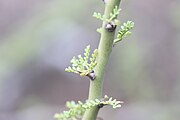 Close up of leaves and spines