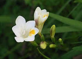 Freesia alba.