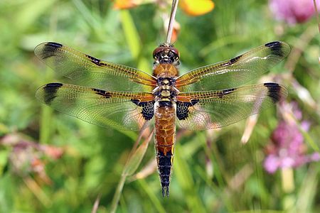 Four-spotted chaser, by Charlesjsharp