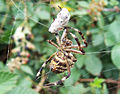 Predation of an Australian Garden Orb Weaver Spider