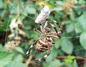 Spider capturing prey