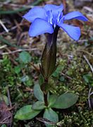 Escamas coronales o lígulas en Gentiana verna.