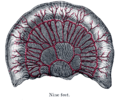 Loop of small intestine showing distribution of intestinal arteries