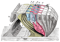 The lamina reticularis and subjacent structures.