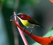 sunbird with pale yellow-white underparts, greenish-brown upperparts, dark red face and upper back, and greenish-brown crown