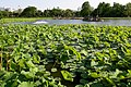 Lago Shinobazu, no Parque Ueno