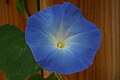 Heavenly Blue Morning Glory