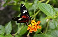 Image 27The Heliconius doris butterfly (from Wildlife of Costa Rica)