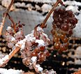 Solidification fractionnée de raisin pour concentrer le sucre du raisin pour faire du vin de glace