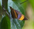 Kallima inachus ailes déployées dans la serre aux papillons Papiliorama à Chiètres en Suisse