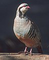 The partridges live on the mountains of Görmeli