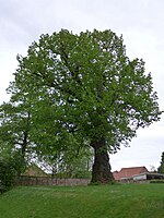 Linde am Weltkriegsdenkmal