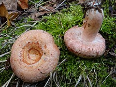 Lactaire à toison (Lactarius torminosus)