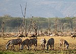 Lake Manyara nationalpark