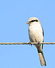 A Great Grey Shrike roosting in Poland