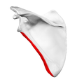 Dorsal surface of left scapula. Lateral border shown in red.