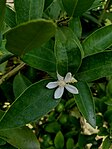 Citronnier (Citrus limon), feuilles