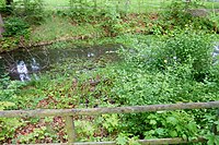 Nordrand des Teiches am Reinsgraben (im Bild vorne)