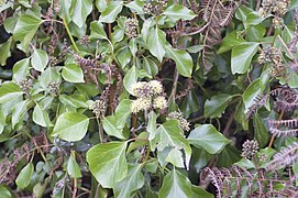 European ivy