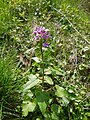 Lunaria annua, cvet