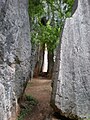 Path (Stone Forest, southern China)