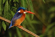 Alcedo cristata