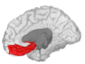 Medial orbitofrontal cortex, inner slice view.