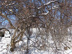 Arbre en hiver.