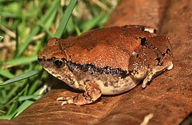 Microhyla rubra