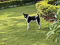 Mixed Indian pariah dog in Lonavala, Maharashtra, India.