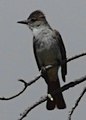 Ash-throated Flycatcher, back to F. R. 144