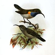 illustration of two sunbirds: the one on top has brown upperparts, pale underparts, green crown, blue throat, and a yellow-orange shoulder patch, while the one on the bottom is wholly brown, darker on top