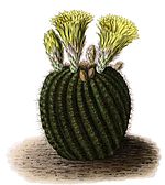 Parodia tabularis