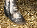 Percheron's hoof