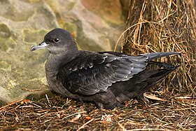 Puffinus tenuirostris