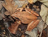 Grenouille agile (Rana dalmatina)