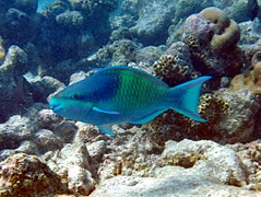 Un poisson-perroquet à cinq selles (Scarus scaber) mâle