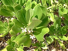 Photo d'une plante aux feuilles en forme de goutte d'eau et aux fleurs blanches à pétales en corolle