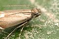 Smooth-scaled head of moth Glyphipterix simpliciella (family Glyphipterigidae)