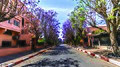 Rue de Guéliz plantée de jacarandas