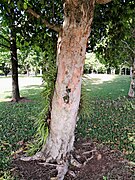 Trunk with papery bark