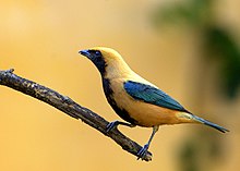The burnished-buff tanager