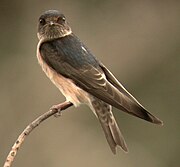 Hirundo nigricans