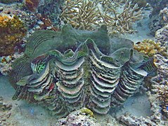 Un bénitier gaufré (Tridacna squamosa)